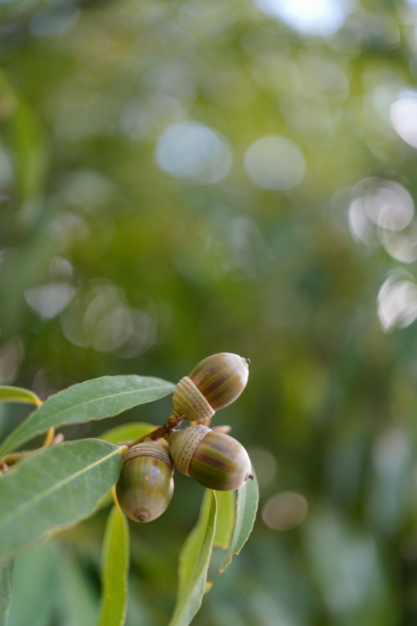 SONY α7CR + FE 24-50mm F2.8 G