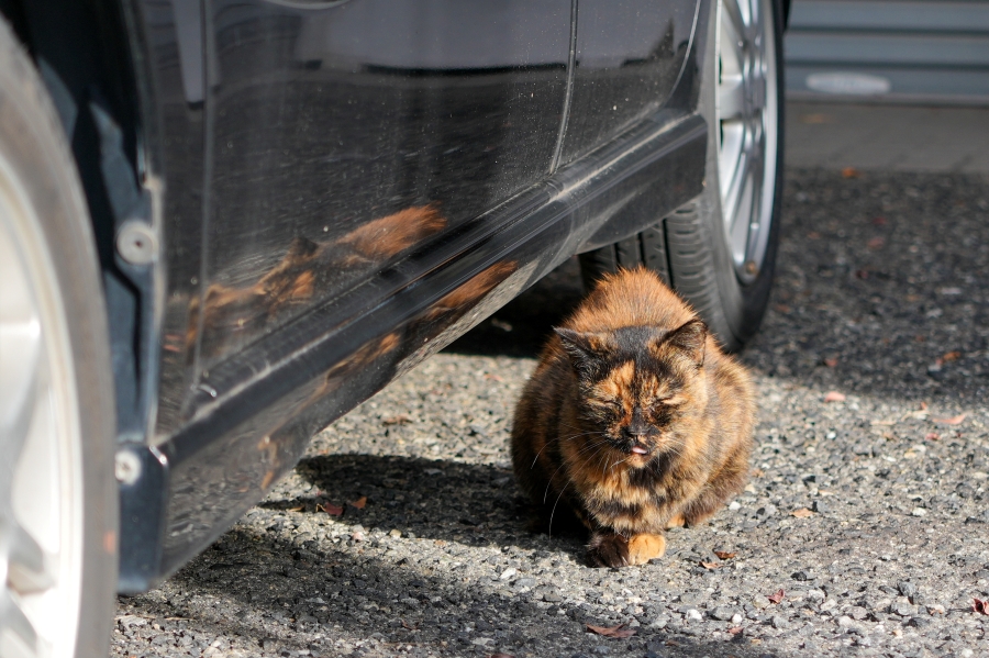 SONY α7CR + FE 24-50mm F2.8 G