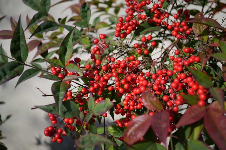 SONY α7CR + SAMYANG Remaster Slim 32mm F2.8