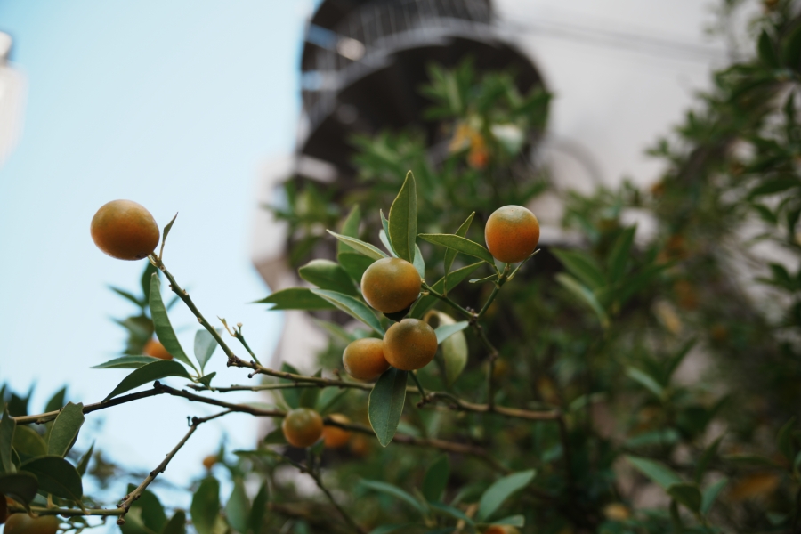 SONY α7CR + SAMYANG Remaster Slim 28mm F3.5