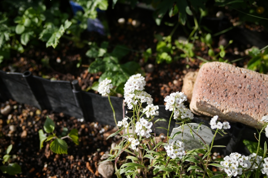 SONY α7CR + SAMYANG Remaster Slim 28mm F3.5