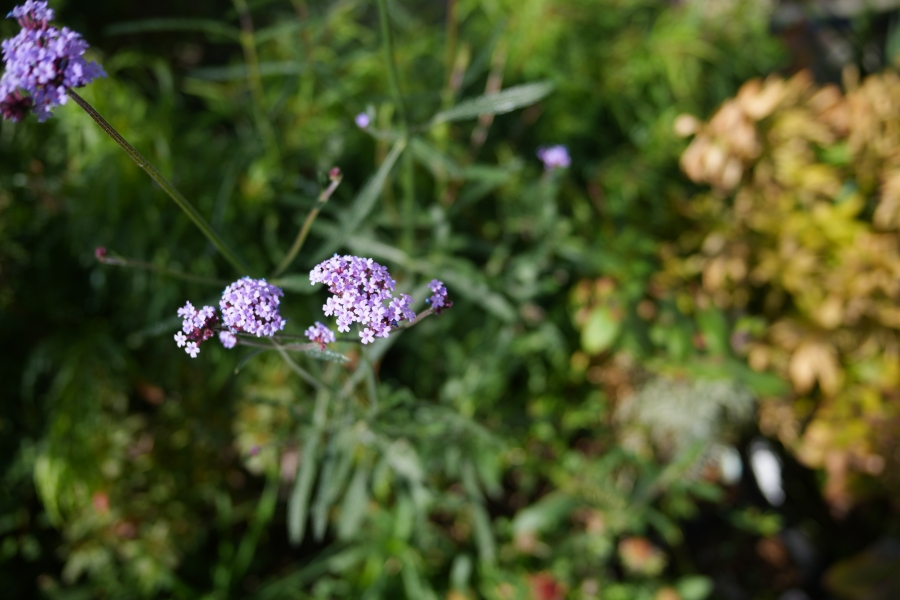 SONY α7CR + SAMYANG Remaster Slim 28mm F3.5