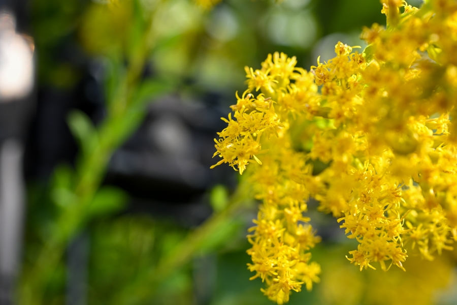 Nikon Z50II + NIKKOR Z DX MC 35mm f/1.7