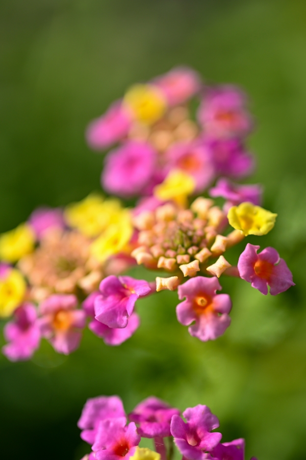 Nikon Z50II + NIKKOR Z DX MC 35mm f/1.7