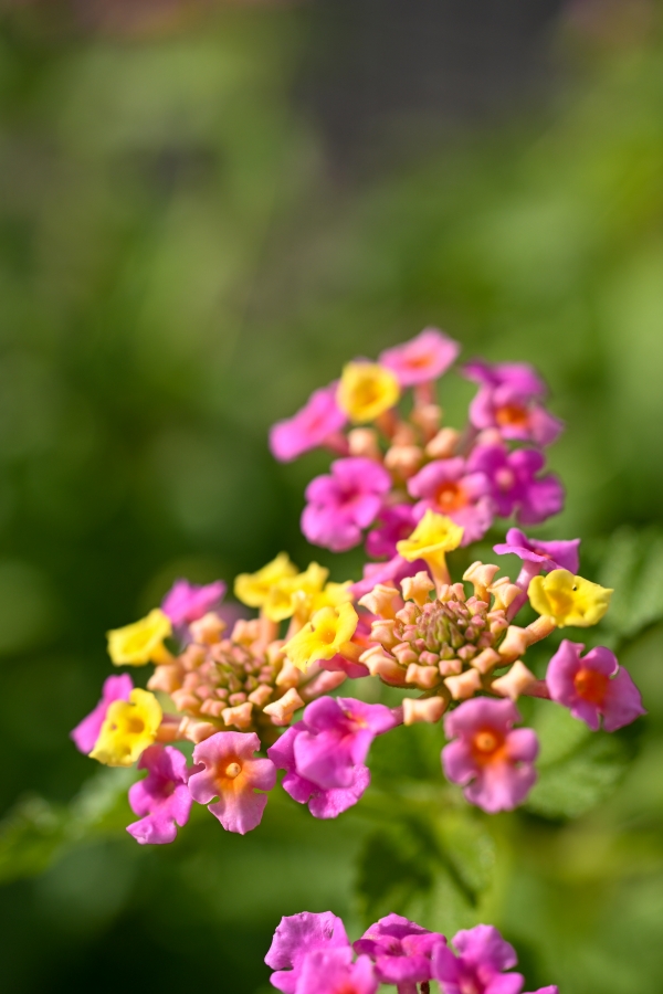 Nikon Z50II + NIKKOR Z DX MC 35mm f/1.7