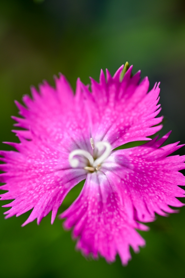 Nikon Z50II + NIKKOR Z DX MC 35mm f/1.7