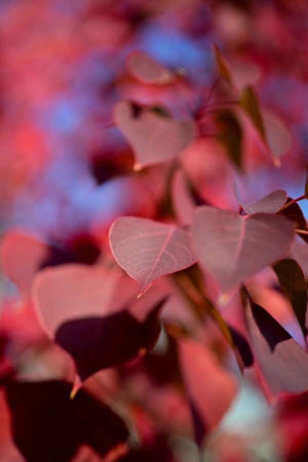 Nikon Z50II + NIKKOR Z DX MC 35mm f/1.7