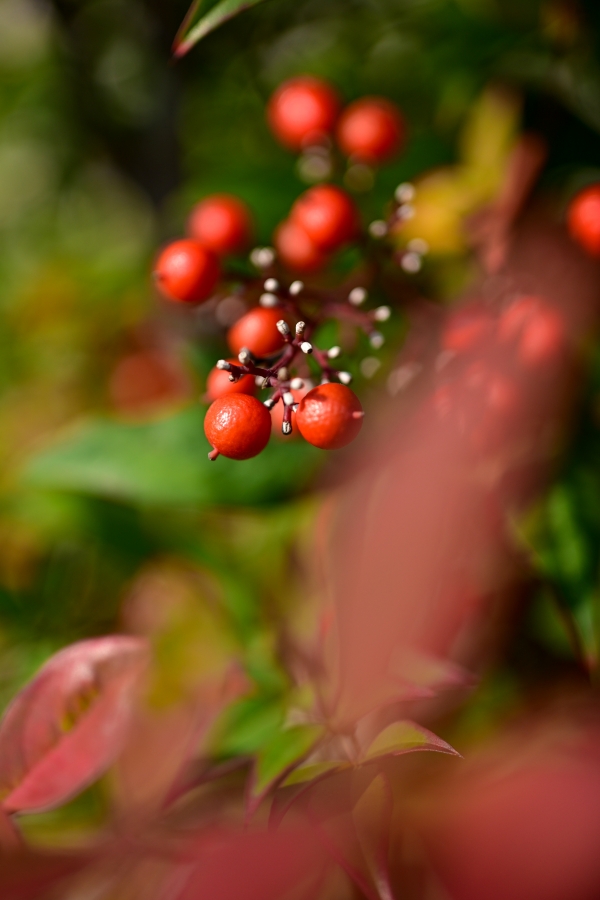 Nikon Z50II + NIKKOR Z DX MC 35mm f/1.7