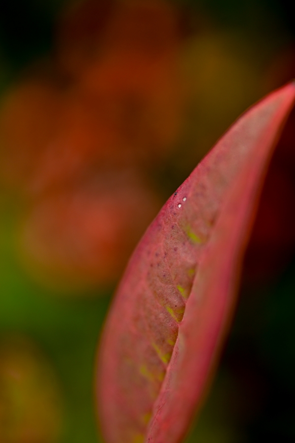 Nikon Z50II + NIKKOR Z DX MC 35mm f/1.7