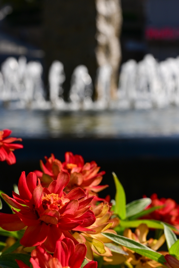 Nikon Z50II + NIKKOR Z DX MC 35mm f/1.7