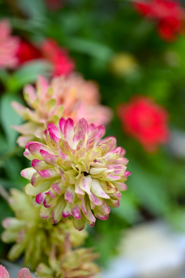 Nikon Z50II + NIKKOR Z DX MC 35mm f/1.7