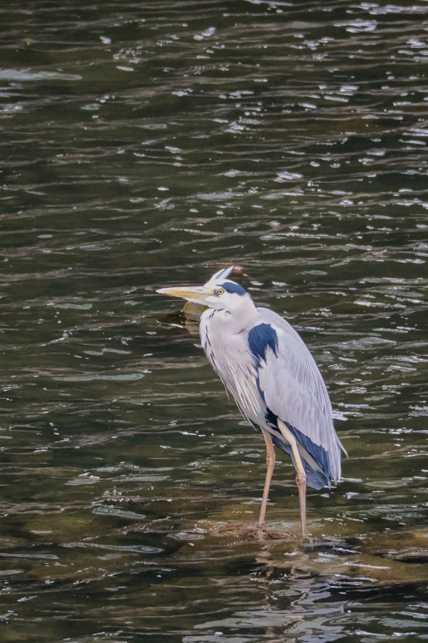 OM SYSTEM OM-3 + M.ZUIKO DIGITAL ED 75-300mm F4.8-6.7 II