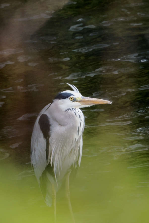 OM SYSTEM OM-3 + M.ZUIKO DIGITAL ED 75-300mm F4.8-6.7 II