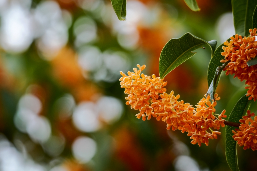 OM SYSTEM OM-3 + M.ZUIKO DIGITAL ED 75-300mm F4.8-6.7 II