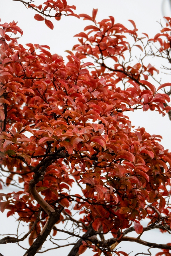 OM SYSTEM OM-3 + M.ZUIKO DIGITAL ED 75-300mm F4.8-6.7 II