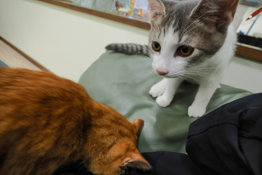 OM SYSTEM OM-3 + M.ZUIKO DIGITAL ED 8-25mm F4.0 PRO