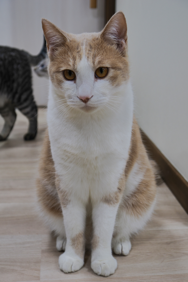 OM SYSTEM OM-3 + M.ZUIKO DIGITAL ED 8-25mm F4.0 PRO