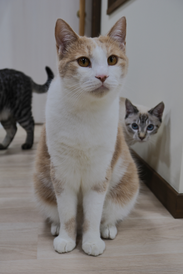 OM SYSTEM OM-3 + M.ZUIKO DIGITAL ED 8-25mm F4.0 PRO