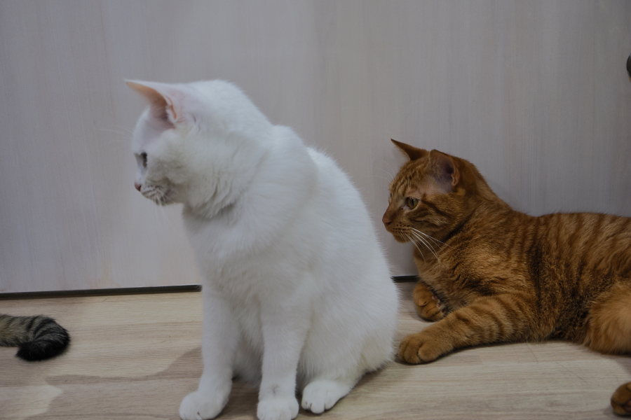 OM SYSTEM OM-3 + M.ZUIKO DIGITAL ED 8-25mm F4.0 PRO