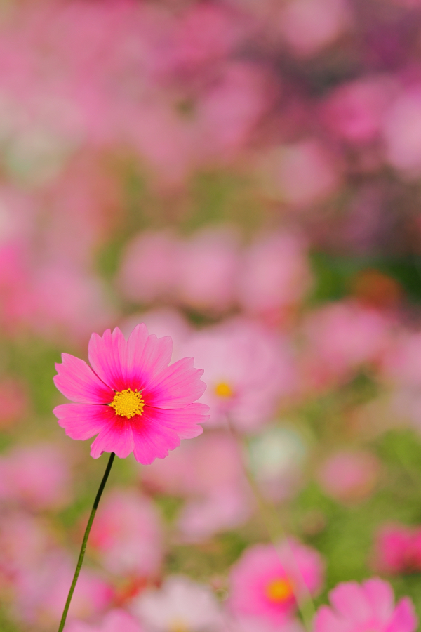 OM SYSTEM OM-3 + M.ZUIKO DIGITAL ED 40-150mm F4.0 PRO