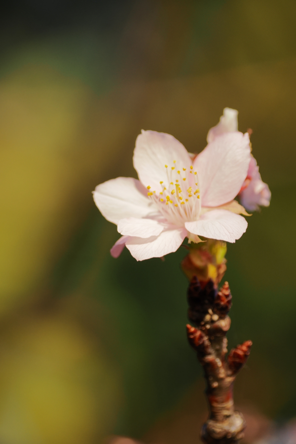OM SYSTEM OM-3 + M.ZUIKO DIGITAL ED 40-150mm F4.0 PRO