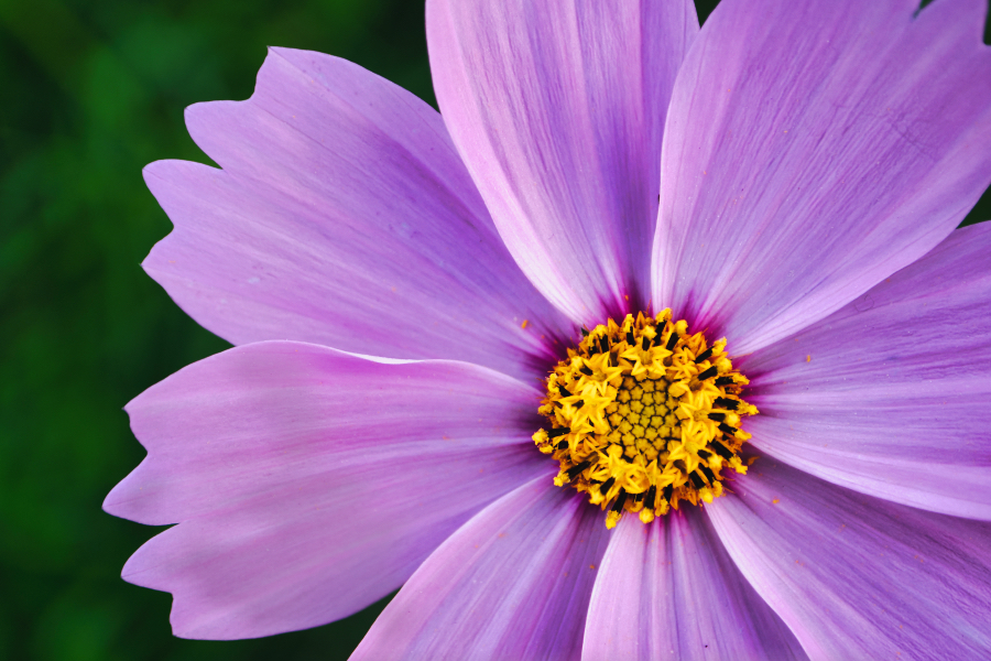 OM SYSTEM OM-3 + M.ZUIKO DIGITAL ED 8-25mm F4.0 PRO