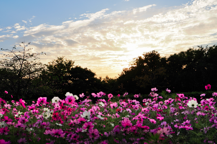OM SYSTEM OM-3 + M.ZUIKO DIGITAL ED 8-25mm F4.0 PRO