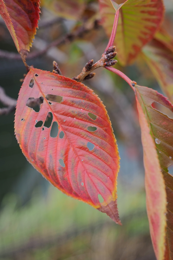 OM SYSTEM OM-5 Mark II + M.ZUIKO DIGITAL ED 12-45mm F4.0 PRO