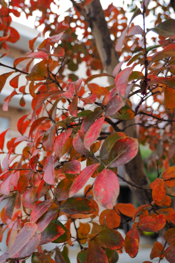 OM SYSTEM OM-5 Mark II + M.ZUIKO DIGITAL ED 12-45mm F4.0 PRO