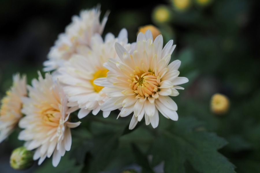 OM SYSTEM OM-5 Mark II + M.ZUIKO DIGITAL ED 12-45mm F4.0 PRO