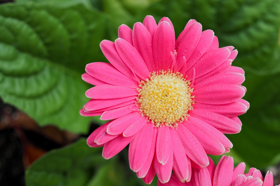 OM SYSTEM OM-5 Mark II + M.ZUIKO DIGITAL ED 12-45mm F4.0 PRO