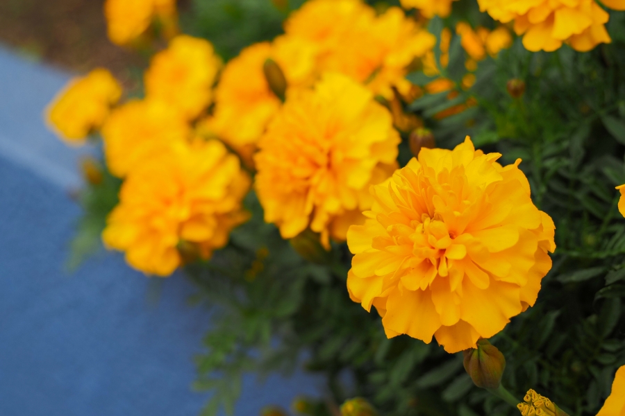 OM SYSTEM OM-5 Mark II + M.ZUIKO DIGITAL ED 12-45mm F4.0 PRO