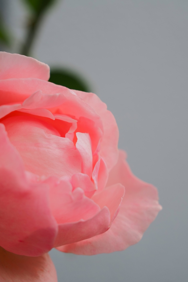 OM SYSTEM OM-5 Mark II + M.ZUIKO DIGITAL ED 12-45mm F4.0 PRO