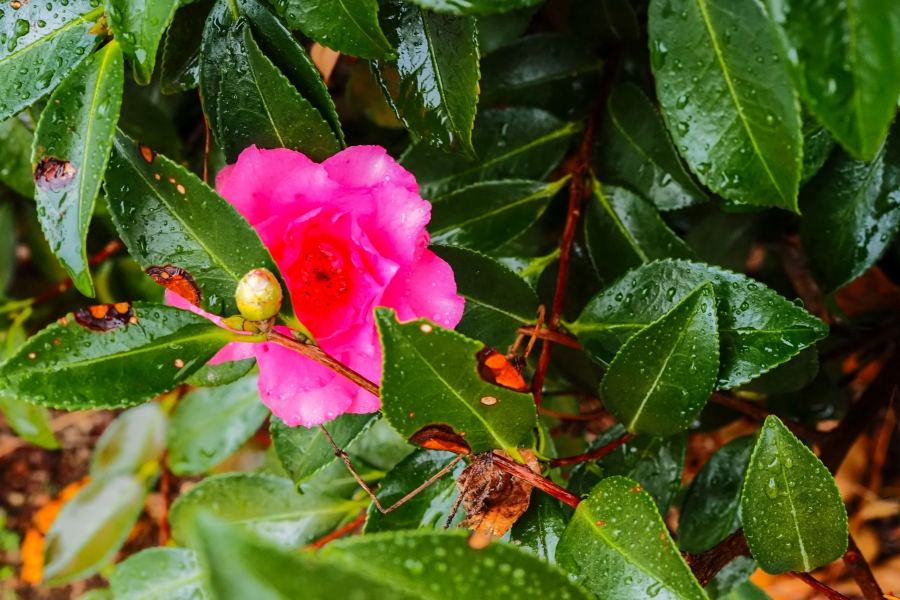 OM SYSTEM OM-5 Mark II + M.ZUIKO DIGITAL ED 12-45mm F4.0 PRO