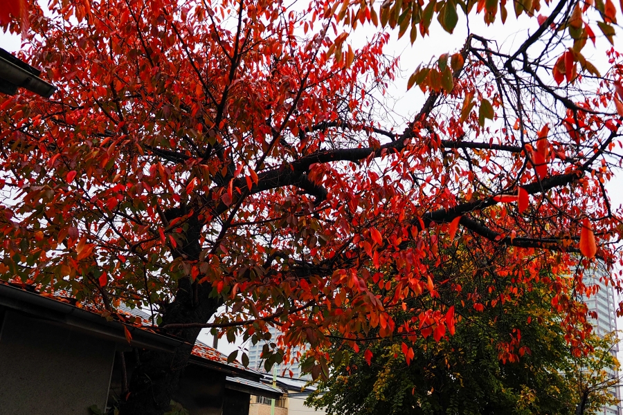 OM SYSTEM OM-5 Mark II + M.ZUIKO DIGITAL ED 12-45mm F4.0 PRO