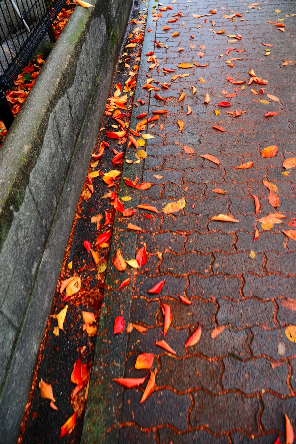 OM SYSTEM OM-5 Mark II + M.ZUIKO DIGITAL ED 12-45mm F4.0 PRO