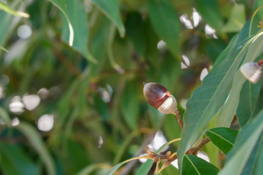 SONY α1 II + TAMRON 25-200mm F/2.8-5.6 Di III VXD