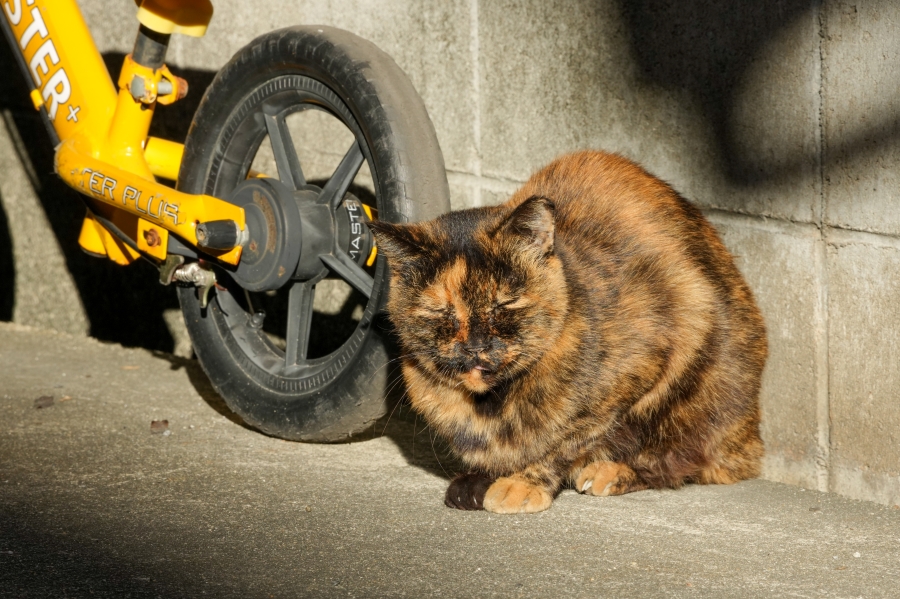 SONY α1 II + TAMRON 25-200mm F/2.8-5.6 Di III VXD