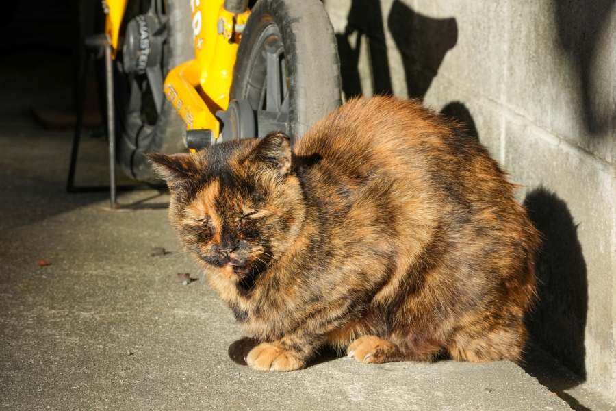 SONY α1 II + TAMRON 25-200mm F/2.8-5.6 Di III VXD