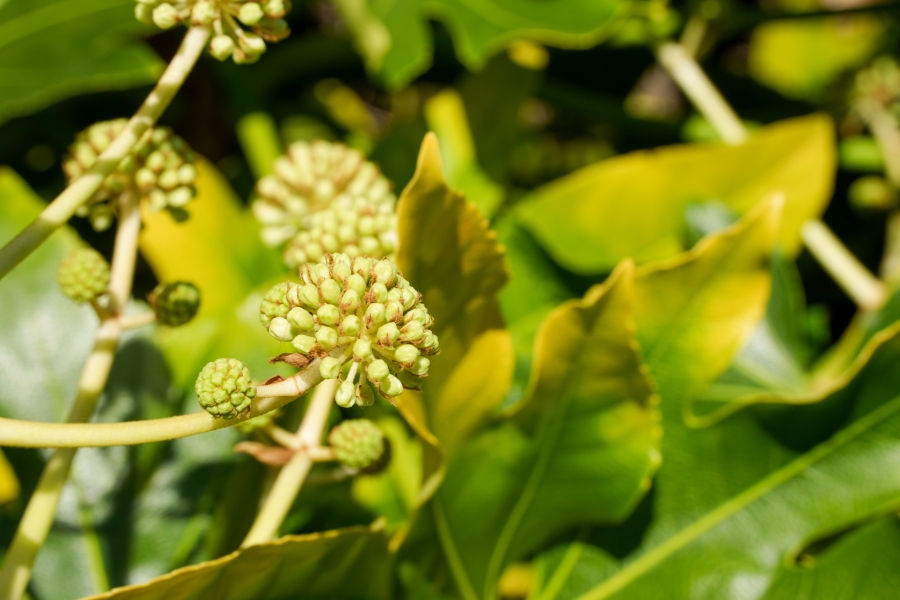 SONY α1 II + TAMRON 25-200mm F/2.8-5.6 Di III VXD