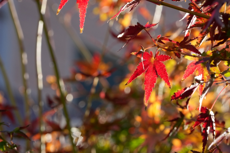 SONY α1 II + TAMRON 25-200mm F/2.8-5.6 Di III VXD