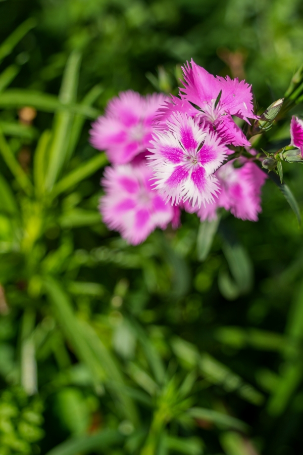 SONY α1 II + TAMRON 25-200mm F/2.8-5.6 Di III VXD