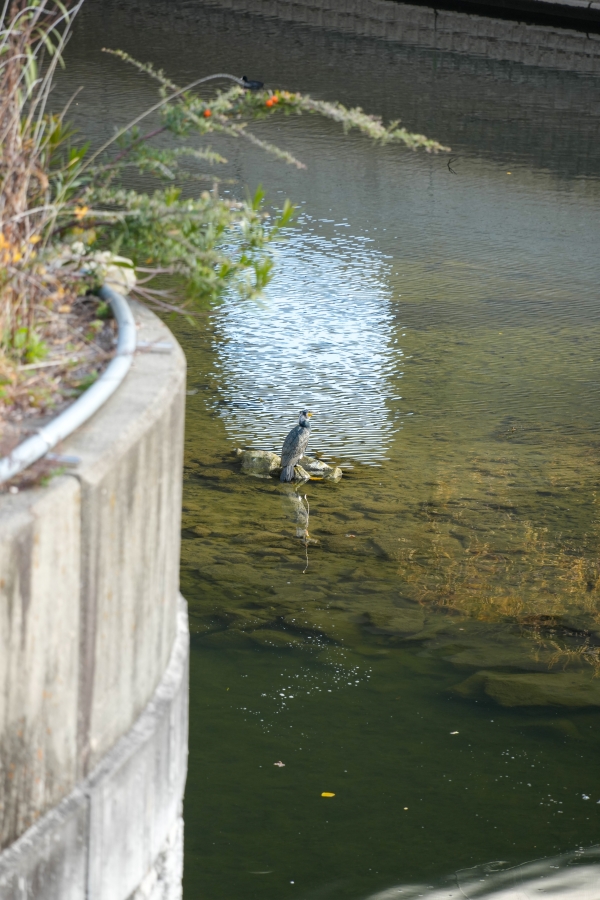 SONY α1 II + TAMRON 25-200mm F/2.8-5.6 Di III VXD