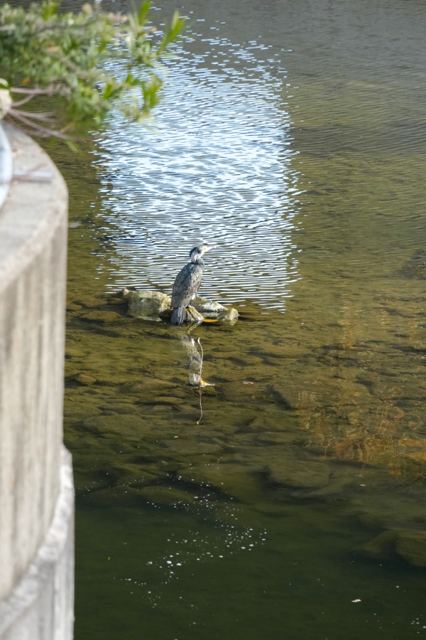 SONY α1 II + TAMRON 25-200mm F/2.8-5.6 Di III VXD