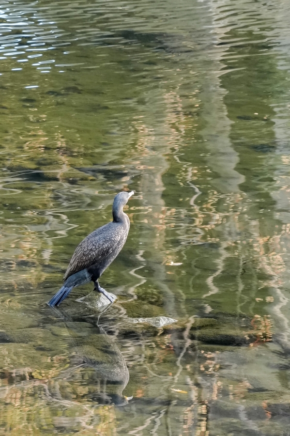 SONY α1 II + TAMRON 25-200mm F/2.8-5.6 Di III VXD