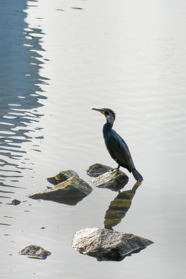 SONY α1 II + TAMRON 25-200mm F/2.8-5.6 Di III VXD