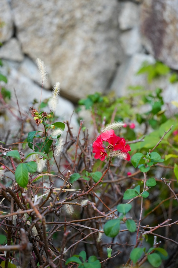 SONY α1 II + TAMRON 25-200mm F/2.8-5.6 Di III VXD