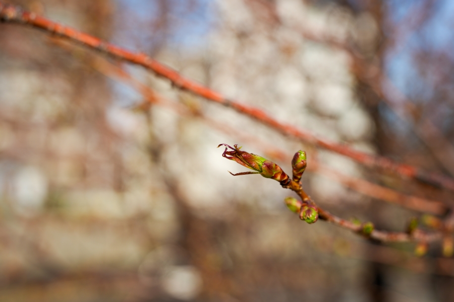 SONY α1 II + TAMRON 25-200mm F/2.8-5.6 Di III VXD