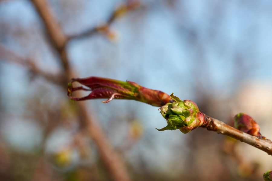 SONY α1 II + TAMRON 25-200mm F/2.8-5.6 Di III VXD