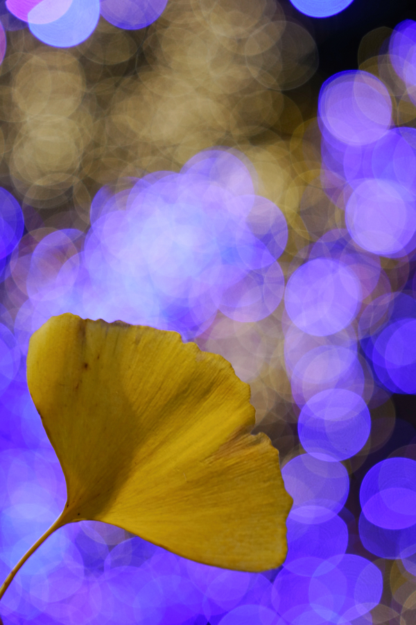 SONY α1 II + FE 24-70mm F2.8 GM II